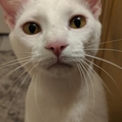 %name%, a %color% %breed% %type%