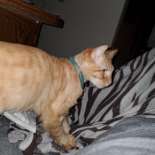 Lost Pet Image.