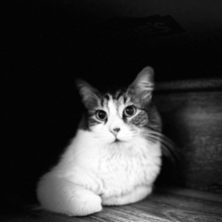 Sirius, a Grey Tabby Ragamuffin Cat